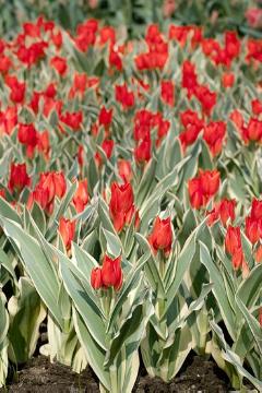 Tulipa (Genus), Tulipa praestans