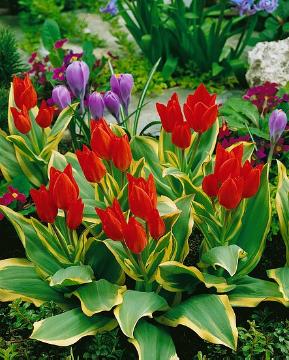 Blumenzwiebel, Frühling, panaschierte Blätter, Tulipa (Genus), Tulipa praestans