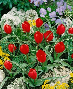 Tulipa (Genus), Tulipa montana