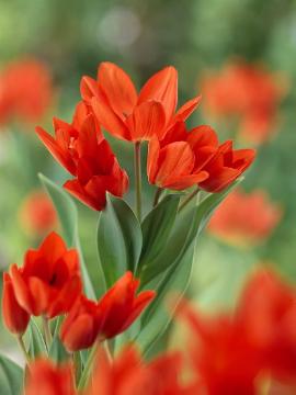 Blumenzwiebel, Frühling, Frühlingsblüher, Frühlingsstimmung, Stimmungsbild, Tulipa (Genus), Tulipa praestans