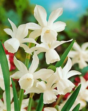 Narcissus (Genus), Narcissus triandrus