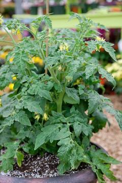 Blacony vegetables, Solanum lycopersicum