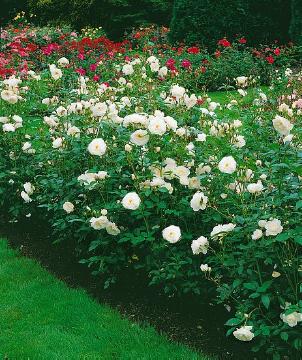 Floribunda rose, Shrub rose