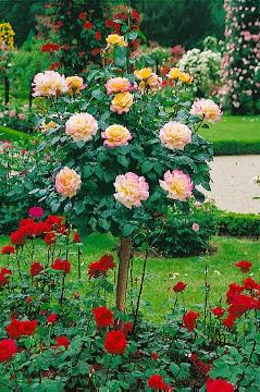 long stemmed rose