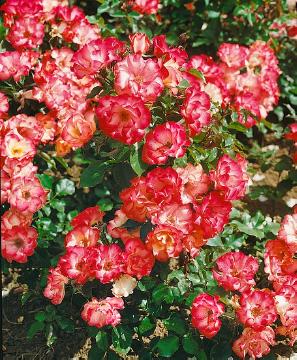 Beetrose, Floribunda rose