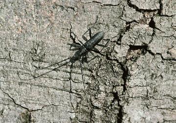Insect, Tree trunk