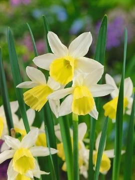 Narcissus (Genus)