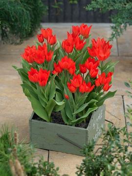 Blumenzwiebel, Frühling, Frühlingsblüher, Frühlingsgruß, Pflanzgefäß, Tulipa (Genus), Tulipa praestans