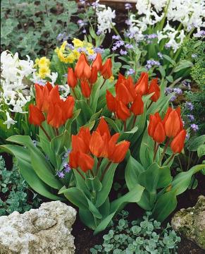Blumenzwiebel, Frühling, Frühlingsblüher, Tulipa (Genus), Tulipa praestans