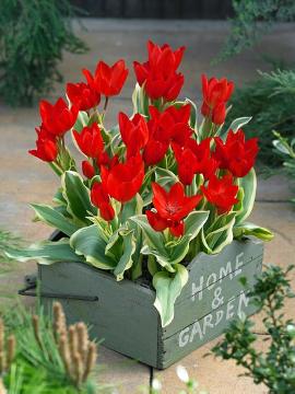 Blumenzwiebel, Frühling, Frühlingsblüher, panaschierte Blätter, Tulipa (Genus), Tulipa praestans