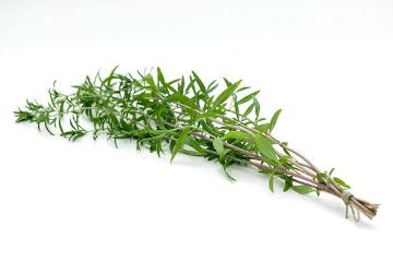 Spice plant, Summer Savory, white background
