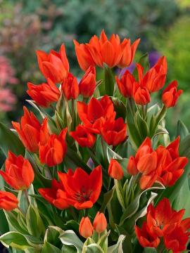Blumenzwiebel, Frühlingsblüher, panaschierte Blätter, Tulipa (Genus), Tulipa praestans