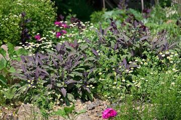 Gewürzpflanze, Kräutergarten, Matricaria recutita, Mischung (Mix), Salvia officinalis Purpurea, Salvia officinalis