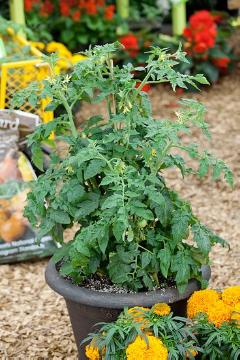 Blacony vegetables, Gemüsepflanze im Topf, Solanum lycopersicum