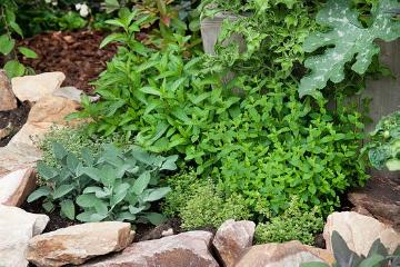Gewürzpflanze, Kräuterbeet, Kräutergarten, Kräutermischung, Mentha x piperita, Salvia (Genus), Thymus (Genus)