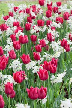 Blumenzwiebel und Knollen, Frühlingsstimmung, Narcissus (Genus), Narcissus triandrus, Tulipa (Genus), Tulipa Single Early