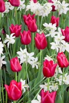 Blumenzwiebel und Knollen, Frühlingsstimmung, Narcissus (Genus), Narcissus triandrus, Tulipa (Genus), Tulipa Single Early