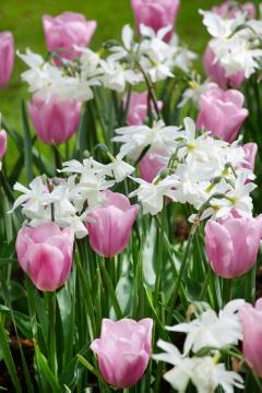 Blumenzwiebel und Knollen, Frühlingsblüher, Frühlingsstimmung, Narcissus (Genus), Narcissus triandrus, Tulipa (Genus), Tulipa Triumph