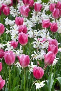 Blumenzwiebel und Knollen, Frühlingsblüher, Narcissus (Genus), Narcissus triandrus, Tulipa (Genus), Tulipa Triumph