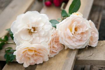 Rosa (Genus), Shrub rose, wood