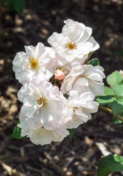 Rosa (Genus), Shrub rose