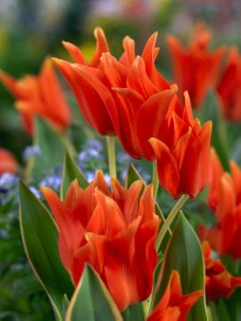 Blumenzwiebel und Knollen, Frühlingsblüher, Tulipa (Genus), Tulipa praestans