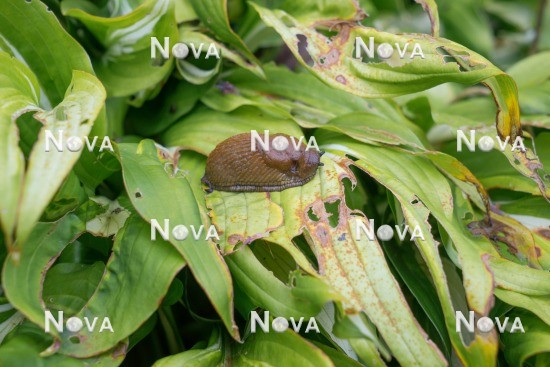 N2101147 Slug feeding on Hosta