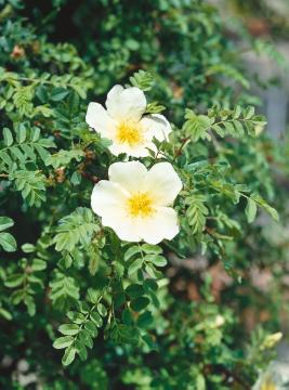 Rosa primula, Shrub rose
