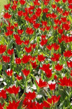 Anemone blanda, Blumenzwiebel, Frühling, Frühlingserwachen, Frühlingsstimmung, Tulipa (Genus), Tulipa praestans, Tulpenbeet