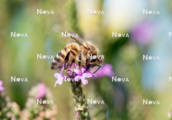 N2101922 Biene auf Blütenstaude