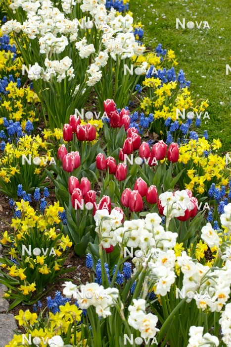 N1922621 Blumenbeet mit Tulipa Canasta und Narcissus