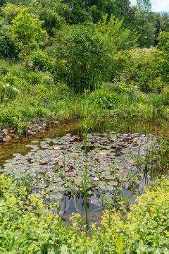 lady's mantle, pond, waterlily (Genus)