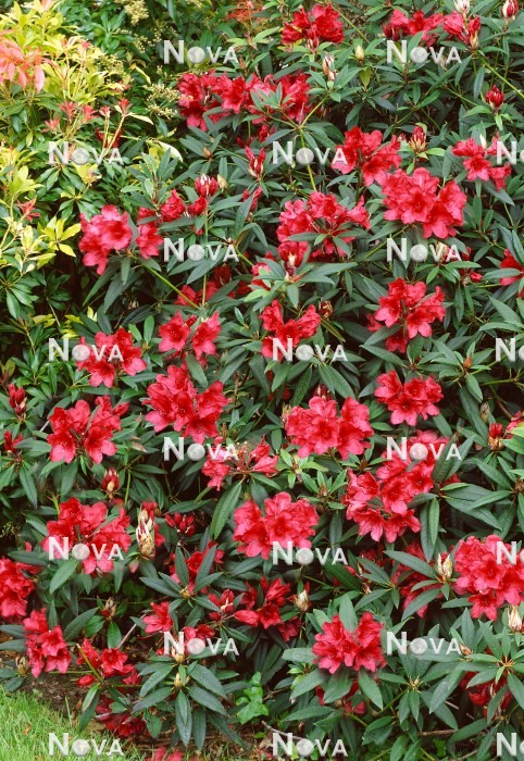 N0204409 Rhododendron Cavalier