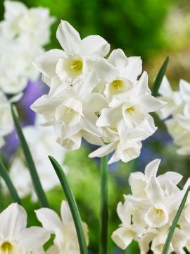 Maveridge, Narcissus triandrus