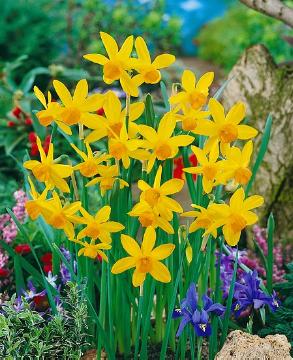 Blumenzwiebel und Knollen, Narcissus (Genus), Narcissus triandrus