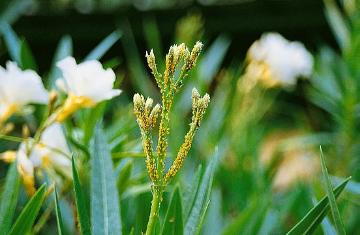 Nerium (Genus), Nerium oleander