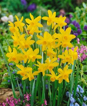 Blumenzwiebel und Knollen, Narcissus (Genus), Narcissus triandrus
