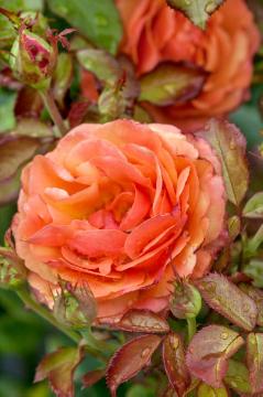 Rosa Grandiflora