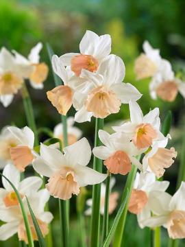 Frühlingsblüher, Narcissus triandrus