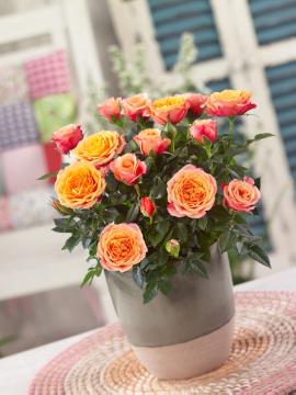 Miniature rose, Schräges Foto, Topf-Rose