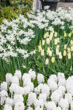 Blumenzwiebel und Knollen, Frühlingsblüher, Hyacinthus (Genus), Hyacinthus orientalis, Narcissus (Genus), Narcissus triandrus