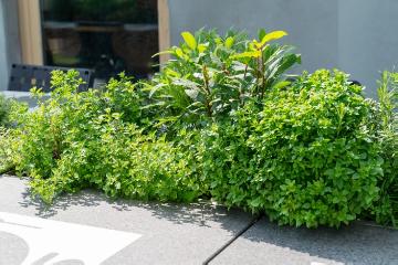 herb mix, herbs bed, Origanum vulgare subsp. vulgare, Rosmarinus officinalis, Salvia officinalis, Thymus vulgaris