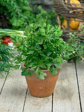Par-Cel Herb, Spice plant