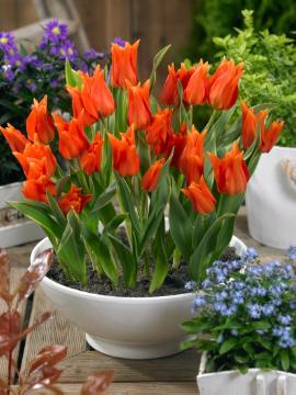 Blumenzwiebel und Knollen, Frühlingsblüher, Pflanzschale, Topf, Tulipa (Genus), Tulipa praestans