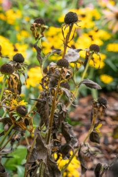 coneflower (Genus), Phyto Medicine, Rudbeckia hirta