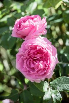 Damask Rose, Rosa (Genus), Shrub rose