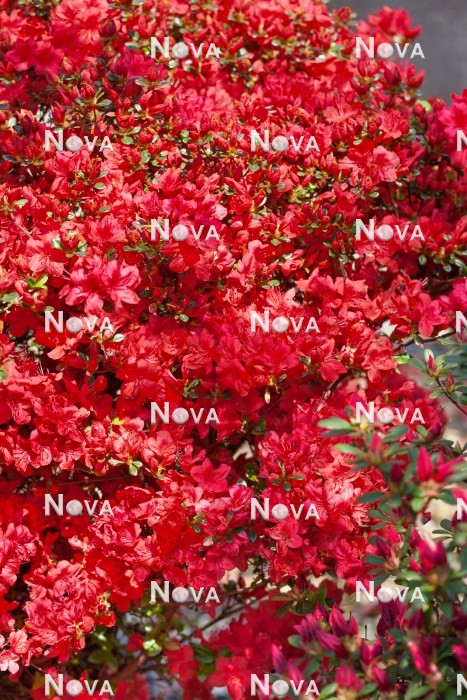 N0204009 Rhododendron Stewartstonian