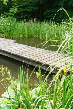 fillet, Gewässer, Hosta (Genus), Iris pseudacorus, Natural Pond, pond