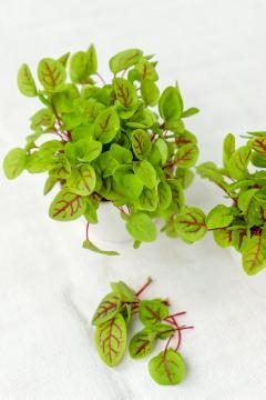 Rumex sanguineus, Sprouting Seeds, white background