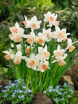 Frühlingsblüher, Narcissus triandrus